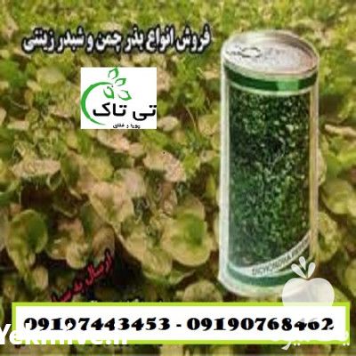 فروش بذر چمن در اصفهان در گروه خرید فروش بذر - انواع محصول کشاورزی گوجه کتان میوه درخت در یکمیوه -عکس1