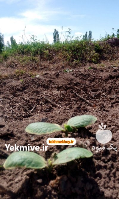 بذر آفتابگردان هیبرید کانادایی در خوی در گروه خرید فروش بذر - انواع محصول کشاورزی گوجه کتان میوه درخت در یکمیوه -عکس2