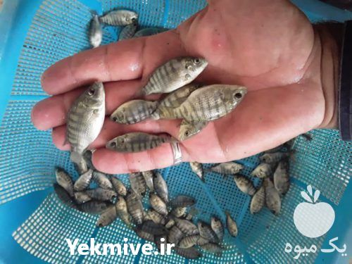 فروش عمده ی بچه ماهی تیلاپیا و کپور در یزد در گروه انواع ماهی - سالمون شیر کپور قرمز شوریده سفید گوپی مرکب در یکمیوه -عکس1