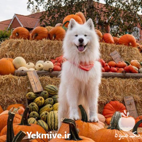 فروش سگ ساموید در تهران – کرج در گروه سگ و گربه _ نگهبان هاسکی ژرمن دوبرمن سرابی در یکمیوه -عکس1