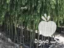 فروش نهال درخت درختچه توت نارنج خرمالو در تهران در گروه خرید فروش نهال - انواع گردو پسته بادام سلطانی انگور در یکمیوه -عکس1