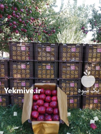 فروش سیب سوپر چهل چشمه تکاب در تهران در گروه خرید فروش عمده سیب - زرد و قرمز گلاب پاییزه در یکمیوه -عکس2