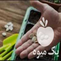 فروش واردات انواع بذرهای کشاورزی اصلاح شده اروپایی در تهران در گروه خرید فروش بذر - انواع محصول کشاورزی گوجه کتان میوه درخت در یکمیوه