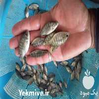 فروش عمده ی بچه ماهی تیلاپیا و کپور در یزد در گروه انواع ماهی - سالمون شیر کپور قرمز شوریده سفید گوپی مرکب در یکمیوه