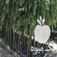 فروش نهال درخت درختچه توت نارنج خرمالو در تهران در گروه خرید فروش نهال - انواع گردو پسته بادام سلطانی انگور در یکمیوه