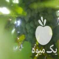 فروش نهال انگور دیم در کرمانشاه در گروه خرید فروش نهال - انواع گردو پسته بادام سلطانی انگور در یکمیوه