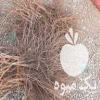 فروش نهالستان انگور بیدانه در سبزوار در گروه خرید فروش نهال - انواع گردو پسته بادام سلطانی انگور در یکمیوه