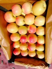 آگهی مشابه فروش میوه تکاب فروش سیب در تهران در گروه خرید فروش عمده سیب - زرد و قرمز گلاب پاییزه در یکمیوه