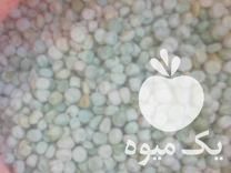 فروش نخود کاشتنی فرنگی در مینودشت در گروه خرید فروش عمده نخود - فرنگی خام سبز فروش عمده در یکمیوه -عکس1