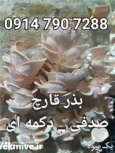 تولید و فروش بذر قارچ در تهران در گروه خرید فروش عمده قارچ - دکمه ای خوراکی دارویی پرورشی کوهی در یکمیوه -عکس1