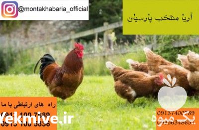 فروش خروس بومی در تهران در گروه مرغ و خروس و بوقلمون و اردک قو قاز در یکمیوه -عکس1