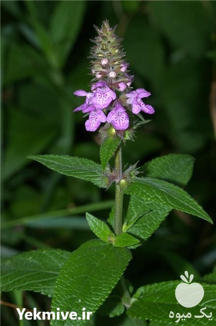 فروش اسانس طبیعی صددر صد 100 % گیاهی نعناع در مشهد در گروه انواع آبمیوه ها و آبگیری ها - میوه کنسانتره فروش مستقیم در یکمیوه -عکس1