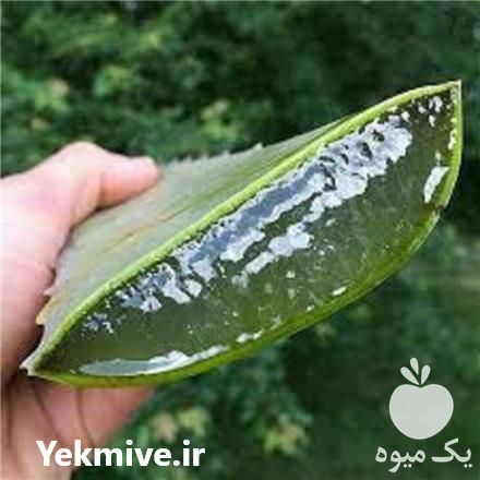 فروش مواد اولیه غذایی اسانس آلوورا در تهران در گروه خرید فروش عمده گیاهان دارویی - معطر خشک خواص دار در یکمیوه -عکس1