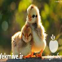 فروش جوجه مرغ گوشتی و بومی در تهران در گروه مرغ و خروس و بوقلمون و اردک قو قاز در یکمیوه