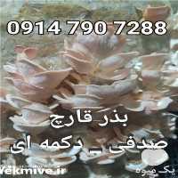 تولید و فروش بذر قارچ در تهران در گروه خرید فروش عمده قارچ - دکمه ای خوراکی دارویی پرورشی کوهی در یکمیوه