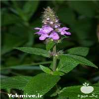 فروش اسانس طبیعی صددر صد 100 % گیاهی نعناع در مشهد در گروه انواع آبمیوه ها و آبگیری ها - میوه کنسانتره فروش مستقیم در یکمیوه