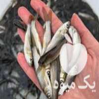 فروش بهترین نژاد بچه ماهی در رشت در گروه انواع ماهی - سالمون شیر کپور قرمز شوریده سفید گوپی مرکب در یکمیوه