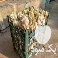 فروش سیر بذری قرمز در علی آباد در گروه خرید فروش عمده سیر - تازه خام ترشی خشک صادراتی در یکمیوه