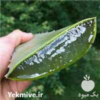 فروش مواد اولیه غذایی اسانس آلوورا در تهران در گروه خرید فروش عمده گیاهان دارویی - معطر خشک خواص دار در یکمیوه