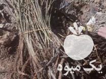 فروش نهال گل محمدی در شیراز در گروه خرید فروش نهال - انواع گردو پسته بادام سلطانی انگور در یکمیوه -عکس1