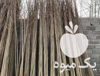 فروش نهال صنوبر اصلاح شده در آستانه اشرفیه در گروه خرید فروش نهال - انواع گردو پسته بادام سلطانی انگور در یکمیوه -عکس1