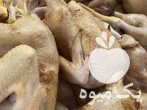 فروش طیور محلی و اکبر جوجه ارگانیک در آمل در گروه مرغ و خروس و بوقلمون و اردک قو قاز در یکمیوه -عکس1