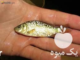 فروش بچه ماهی کپور در تهران در گروه ماهی کپور - ماهیان معمولی علف خوار پرورشی خرید و فروش در یکمیوه -عکس1