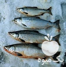 فروش بچه ماهی کپور آمور بیگ هد فیتو فاگ در ارومیه  در گروه ماهی کپور - ماهیان معمولی علف خوار پرورشی خرید و فروش در یکمیوه -عکس1