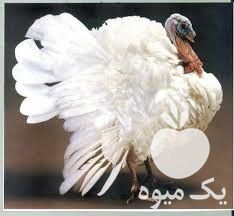 فروش جوجه بوقلمون در تهران در گروه مرغ و خروس و بوقلمون و اردک قو قاز در یکمیوه -عکس1