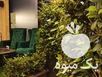 فروش تولید و توزیع انواع گل و گیاه بیرونی در تهران در گروه خرید فروش عمده گیاهان زینتی - گرمسیری آپارتمانی باغچه آب در یکمیوه -عکس1