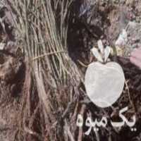 فروش نهال گل محمدی در شیراز در گروه خرید فروش نهال - انواع گردو پسته بادام سلطانی انگور در یکمیوه