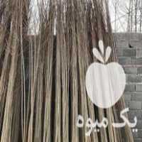 فروش نهال صنوبر اصلاح شده در آستانه اشرفیه در گروه خرید فروش نهال - انواع گردو پسته بادام سلطانی انگور در یکمیوه