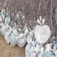 فروش درخت 4 ساله آلو موریتانی و قطره طلا در خان ببین در گروه خرید فروش نهال - انواع گردو پسته بادام سلطانی انگور در یکمیوه