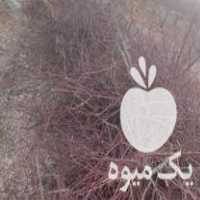 فروش چوب درخت هلو در خرم آباد در گروه خرید فروش عمده چوب- زغال چوب گردو تبریزی خام در یکمیوه