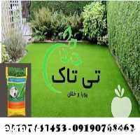 فروش بذر چمن در تهران در گروه خرید فروش بذر - انواع محصول کشاورزی گوجه کتان میوه درخت در یکمیوه