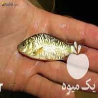 فروش بچه ماهی کپور در تهران در گروه ماهی کپور - ماهیان معمولی علف خوار پرورشی خرید و فروش در یکمیوه