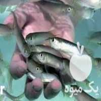 فروش قیمت بچه ماهی در تهران در گروه انواع ماهی - سالمون شیر کپور قرمز شوریده سفید گوپی مرکب در یکمیوه