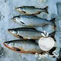 فروش بچه ماهی کپور آمور بیگ هد فیتو فاگ در ارومیه  در گروه ماهی کپور - ماهیان معمولی علف خوار پرورشی خرید و فروش در یکمیوه