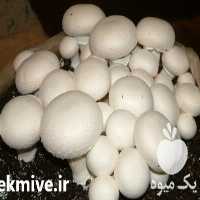 فروش کمپوست قارچ در ارومیه  در گروه خرید فروش عمده قارچ - دکمه ای خوراکی دارویی پرورشی کوهی در یکمیوه