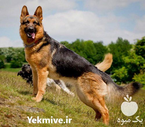 فروش سگ ژرمن نگهبان و فروش سگ ژرمن برای نگهبانی در کرج در گروه سگ و گربه _ نگهبان هاسکی ژرمن دوبرمن سرابی در یکمیوه -عکس1