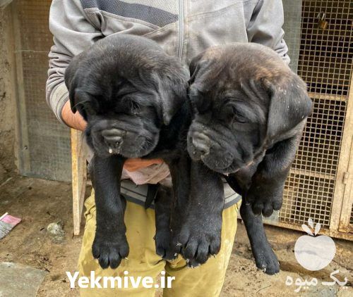 فروش توله اصیل کن کورسو اماده در گروه سگ و گربه در یکمیوه -عکس1