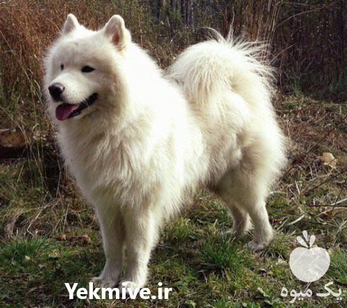 فروش توله ساموید وارداتی با مدارک در کرج در گروه سگ و گربه در یکمیوه -عکس1