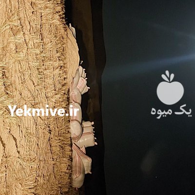 فروش کاه سفید مرغوب در سمیرم در گروه خرید فروش عمده علوفه - ذرت دام گاو هیدروپونیک در یکمیوه -عکس3