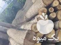 خریدار چوب صنوبر باغی و خشک در کرمانشاه در گروه خرید فروش عمده چوب- زغال چوب گردو تبریزی خام در یکمیوه -عکس1