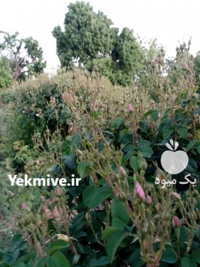 نهال گل محمدی پاجوش در شیراز در فارس در گروه خرید فروش نهال - انواع گردو پسته بادام سلطانی انگور در یکمیوه -عکس1