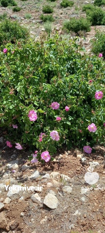 نهال گل محمدی پاجوش در شیراز در فارس در گروه خرید فروش نهال - انواع گردو پسته بادام سلطانی انگور در یکمیوه -عکس2