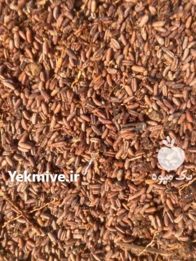 هسته خرما تحویل خوزستان در اهواز در گروه نهاده ها دام و طیور در یکمیوه -عکس1