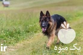 فروش ژرمن شپهرد استثنایی در کرج در گروه سگ و گربه _ نگهبان هاسکی ژرمن دوبرمن سرابی در یکمیوه -عکس1