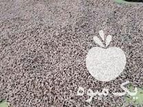 فروش تخم نارنج خشک شده در گتاب در گروه خرید فروش عمده نارنج - میوه شمال جنوب خرید و فروش عمده در یکمیوه -عکس1