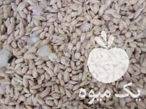 فروش بذر نارنج در محمودآباد در گروه خرید فروش بذر - انواع محصول کشاورزی گوجه کتان میوه درخت در یکمیوه -عکس1